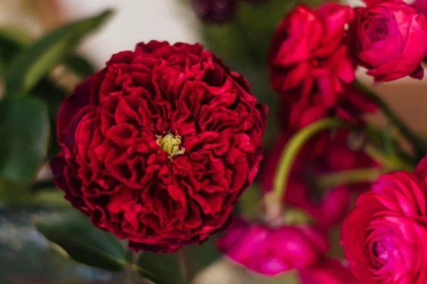 French Peas Flower Shop, business photo 2